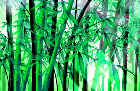 从竹子身上学到的精神